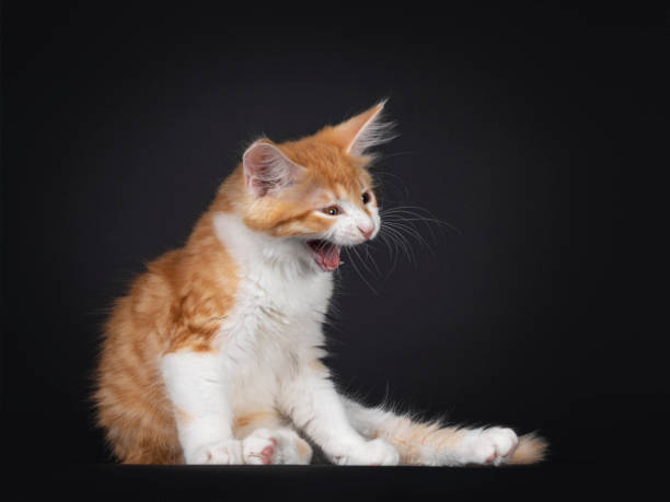 istock Red and white kitten on black background 1266227040