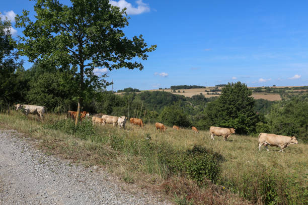 istock Herd of cows in the pasture in summer 1266227129
