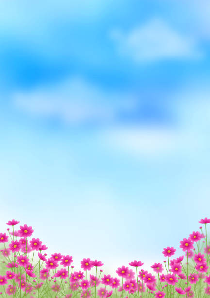 istock Pink gradient cosmos field and blue sky, autumn landscape, copy space 1266227158