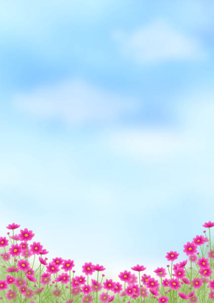 istock Pink gradient cosmos field and blue sky, autumn landscape, copy space 1266227215
