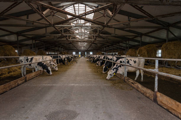 istock Cattle life on a livestock farm 1266227352
