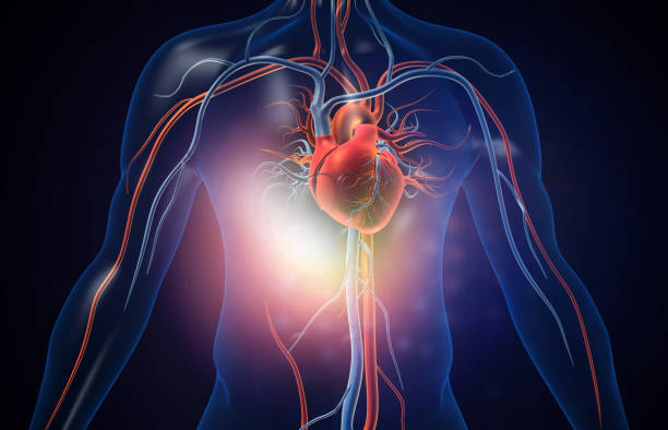coeur humain avec des vaisseaux sanguins - artère humaine photos et images de collection