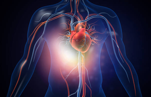 혈관을 가진 인간의 심장 - human artery 이미지 뉴스 사진 이미지