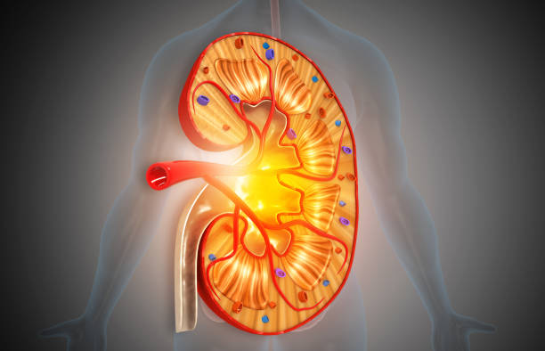 istock Cross section of kidney anatomy 1266227538