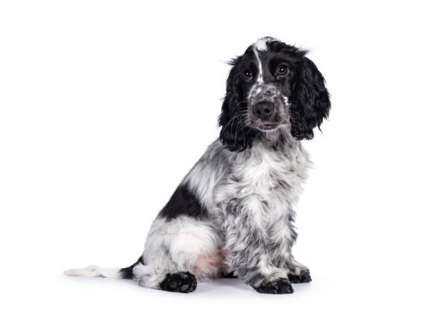istock Cocker Spaniel dog pup on white background 1266229450
