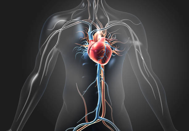 Human Heart Diagram Stock Photos, Pictures & Royalty-Free Images - iStock