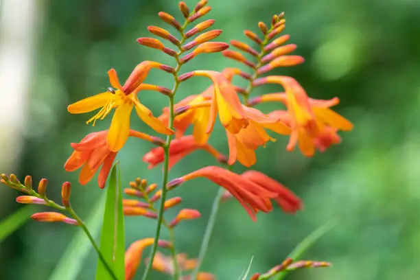 Close up of crocosmia x crocosmiiflora flowers in bloom