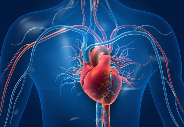 corazón humano con vasos sanguíneos - sistema cardiovascular fotografías e imágenes de stock