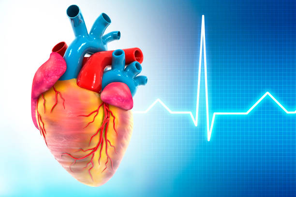 istock Human heart on medical background 1266231426