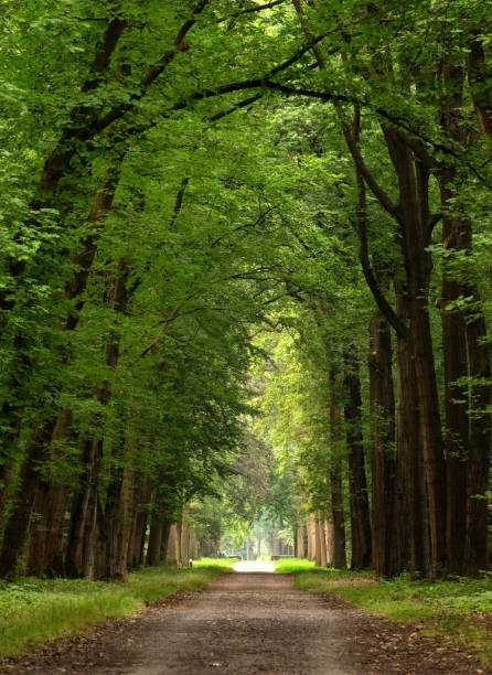 una majestuosa avenida de árboles onírica a lo largo del sendero en el bosque - tree area beautiful vanishing point tree trunk fotografías e imágenes de stock