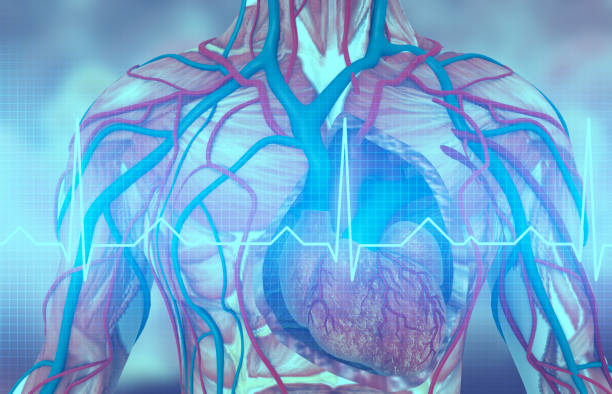 istock Human heart with blood vessels 1266231863