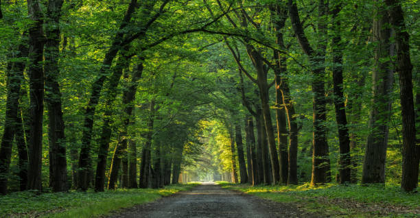 Dreamlike majestic avenue of trees along footpath in forest Dreamlike majestic avenue of trees along footpath in forest. Location: Gelderland, The Netherlands. light at the end of the tunnel stock pictures, royalty-free photos & images