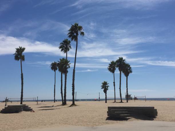 istock Palm trees in the beach sand 1266234426