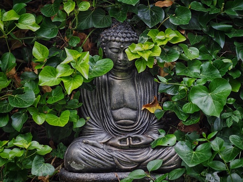 Garden Buddha  with Growing Ivy