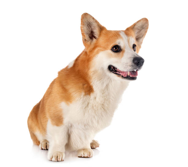 istock Pembroke Welsh Corgi 1266235753