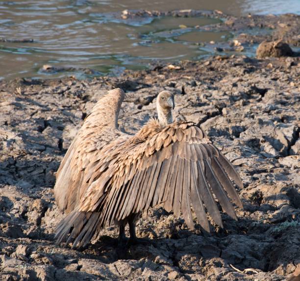 Juvenile Cape Vulture standing with wings open drying feathers next to water pond