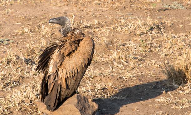 istock Vulture sitting on a rock on the ground 1266235828