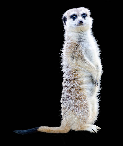 istock Meerkat standing and looking at camera 1266235900