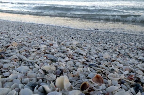 istock Shell beach at Bomans Beach, Sanibel Island, Florida 1266237334