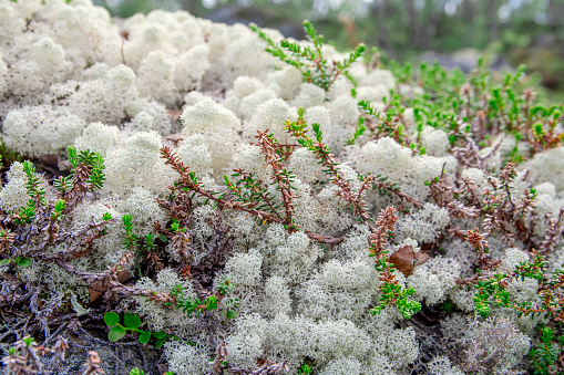 White reindeer lichen background pattern in the north boreal forest