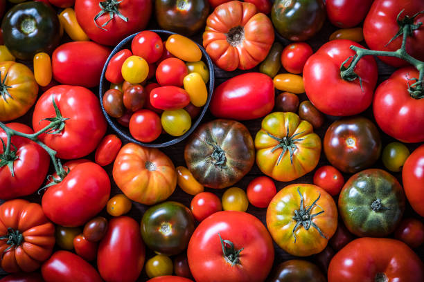istock Various kinds of tomatoes background 1266238692
