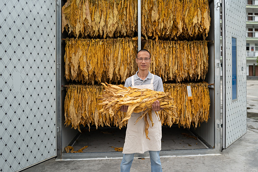 A man holding a bundle of dried tobacco leaves in a flue-cured tobacco farm in Fujian Province, China