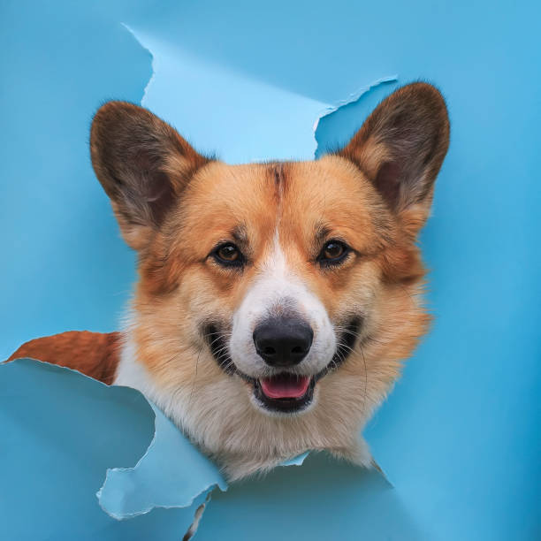 schnauze glücklich niedlich enden roten corgi hund welpe schaut aus hinter einem loch in einem zerrissenen blauen papier plakat - dog eared stock-fotos und bilder