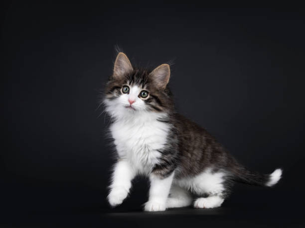 istock black tabby blotched with white Norwegian Forestcat on black 1266244904