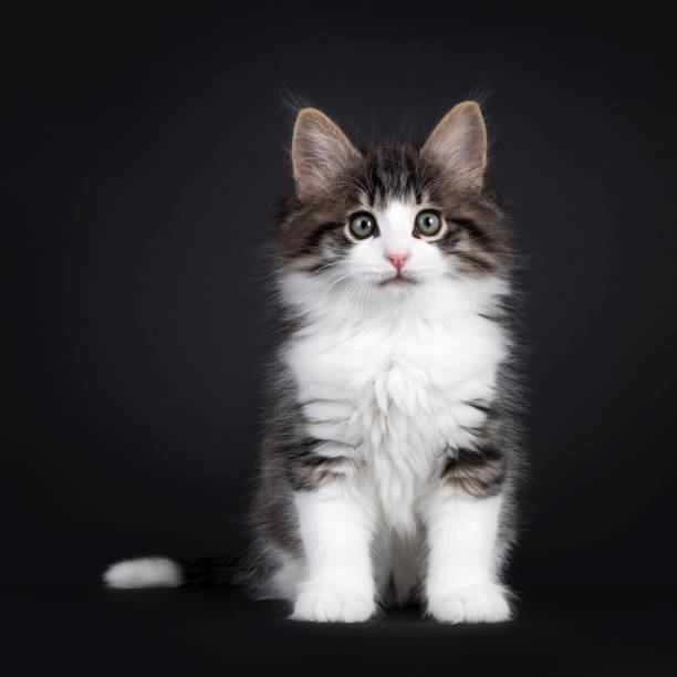 istock black tabby blotched with white Norwegian Forestcat on black 1266244926