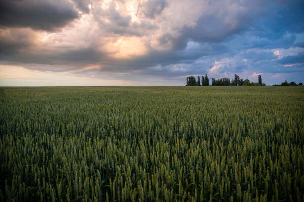 Wheat against the background of sunset sky with thunderstorm clouds.