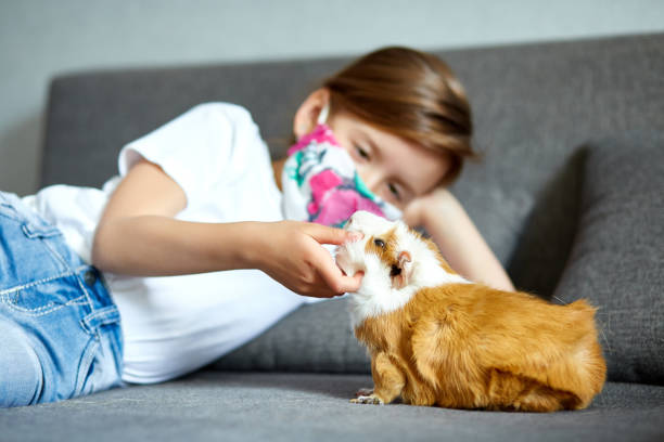 bambina in maschera che gioca con la cavia rossa, cavy a casa al divano mentre è in quarantena. - guinea pig pets child stroking foto e immagini stock