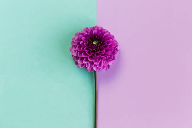 istock Amazing Dahlia flower on a turquoise and violet pastel background. 1266246521