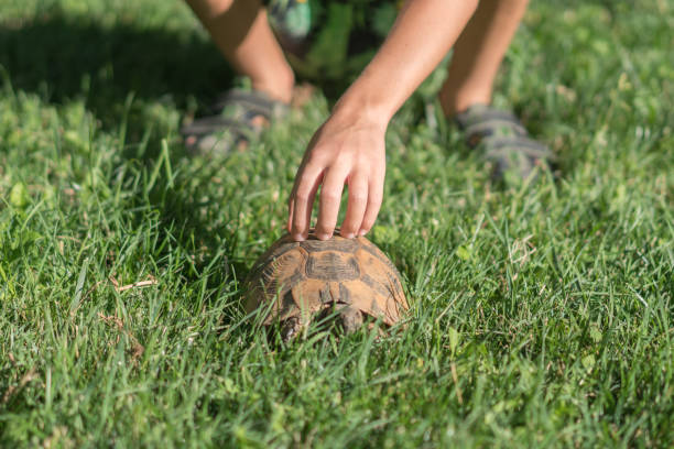 istock Child's hand touches a turtle. 1266247918