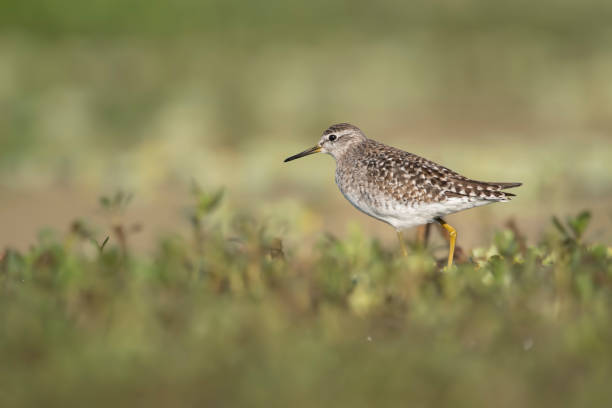 istock Wood sandpiper in morning 1266250073