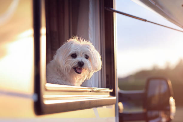 istock Dog looking out of camper van window 1266251094