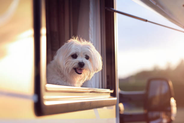 Dog looking out of camper van window Dog looking out of motorhome or caravan window on vacation guard dog photos stock pictures, royalty-free photos & images