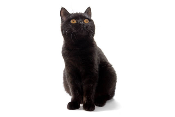 istock British black cat with yellow eyes on white background 1266251150