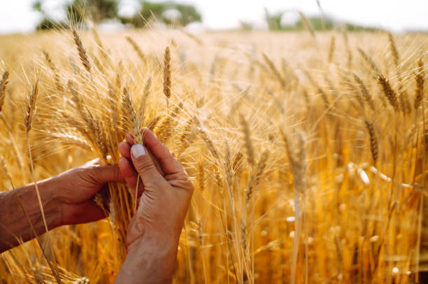 istock Checking the quality of the crop. 1266251666