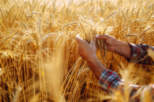 istock Checking the quality of the crop. 1266251677