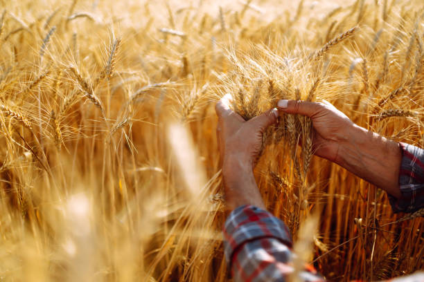 istock Checking the quality of the crop. 1266251679