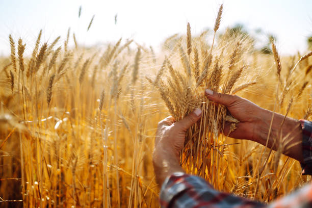 istock Checking the quality of the crop. 1266251706