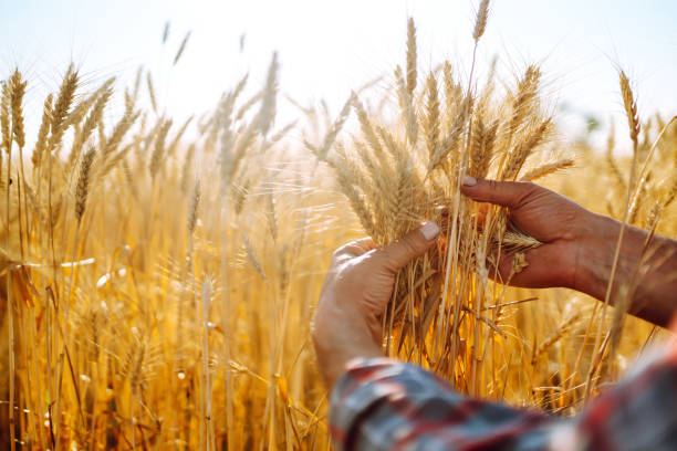 istock Checking the quality of the crop. 1266251719