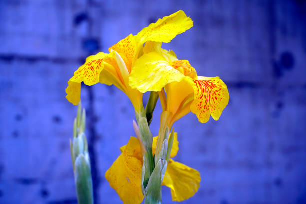 Simple single object close up photo of a yellow iris flower on a blue background.
