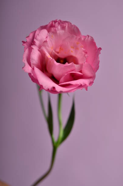 istock Beautiful pink eustoma flower on pink background 1266252708