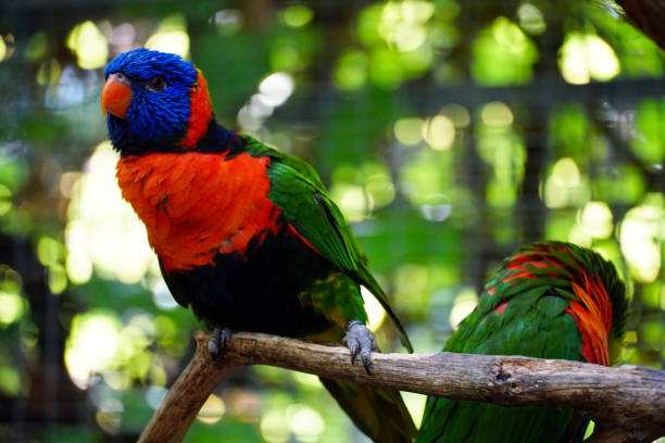 istock A closeup of beautiful Loriini parrots 1266252863