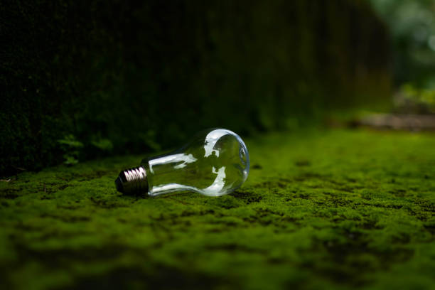 istock a bulb in a green grass surface with beautiful blurry background 1266253578