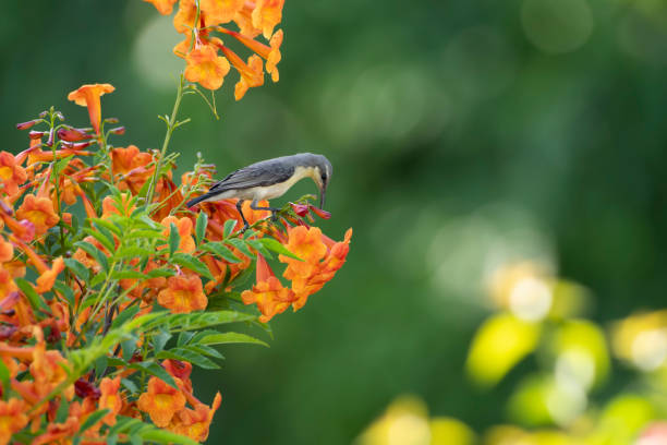 istock purple Sunbird feeding 1266254177