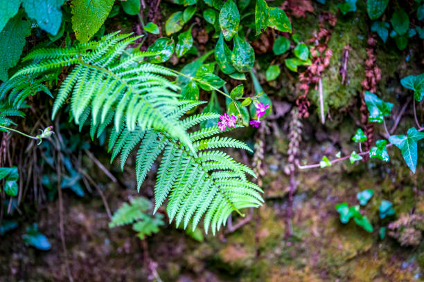 Red Campion amongst bracken in a hedgerow in Cornwall.