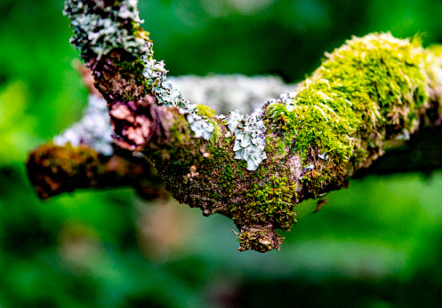 Close up of a variety of green, grey and yellow lichens on an old apple tree branch. Still moist with dew.