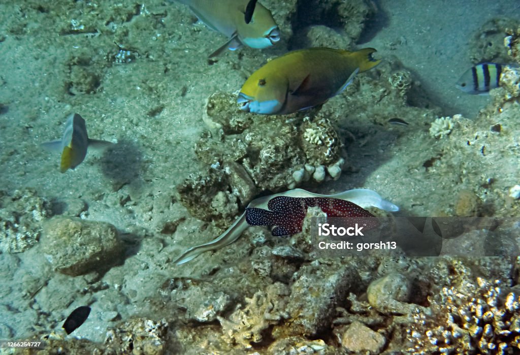 Exotic fish on coral reef of the Red Sea, Middle East Morning scene from life of exotic fish inhabiting coral reefs at the Red Sea, Middle East Animals Hunting Stock Photo